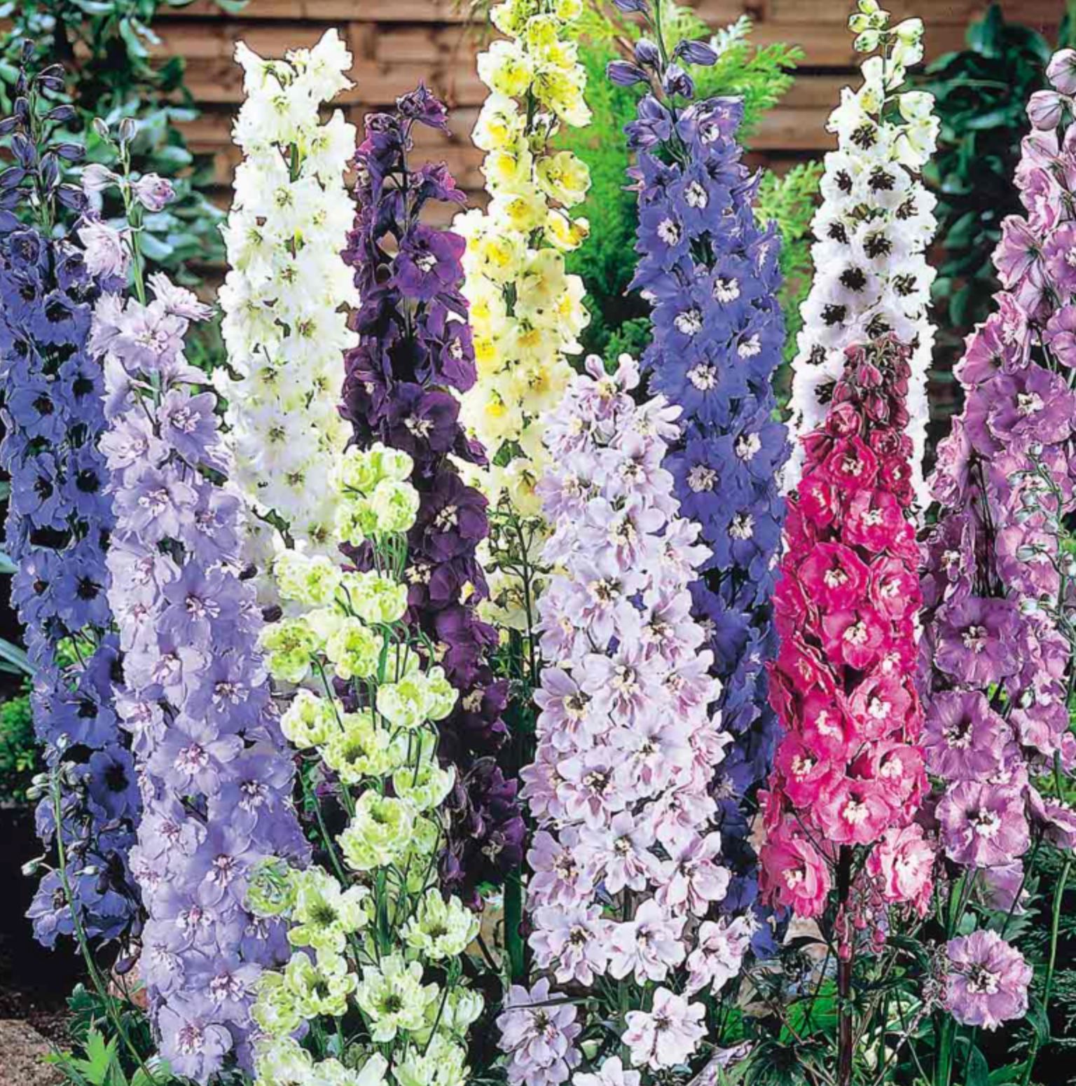 Suttons Flower Seeds - 7 varieties