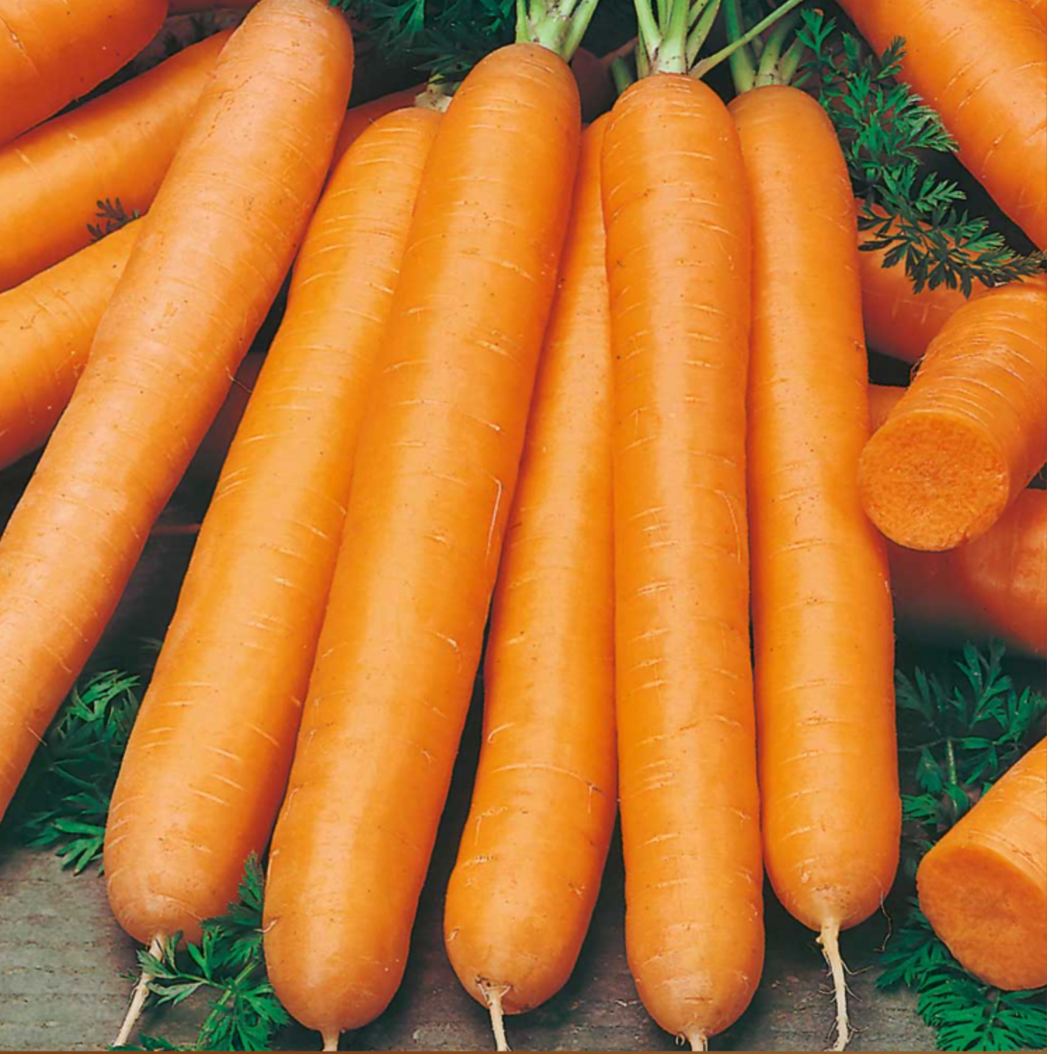 Suttons Carrot Seeds - 2 Varieties